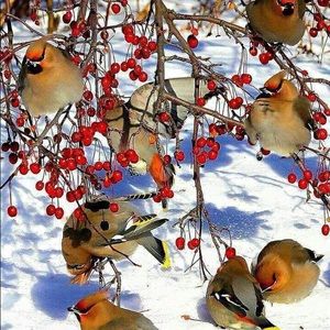 Meet your Posher, Manijeh